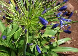Image result for Agapanthus praecox