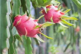 To support a small dragon fruit plant, you can use some supporting bamboo sticks so they won't fall over. 3 702 Dragon Fruit Tree Stock Photos And Images 123rf