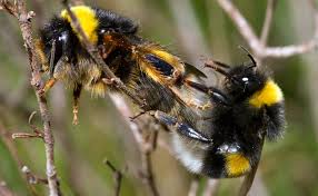 Image result for Bombus terrestris