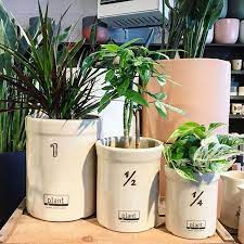 The plants were then monitored and rated on 'vigour and flowering impact'. Pin On Plant Pot