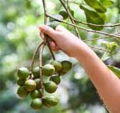 Macadamia optical sorting machine | Nut processing equipment ...