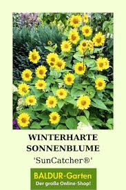 Winterharte Sonnenblume Suncatcher Diese Neuzuchtung Zeigt Den Ganzen Sommer Lang Ihre Leuchtend Gelbe In 2020 Winterhart Sonnenblumen Bienenfreundliche Pflanzen