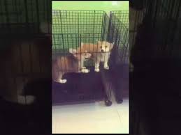 Find a welsh corgi puppy for sale. Corgi Puppy For Sale At Best Price 9555944924 India Youtube