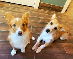Corgis are more suitable for owners without many neighbours. Our Team Southeast Corgi Rescue