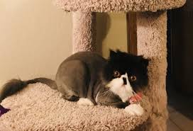 Our mobile dog grooming is a life saver for busy residents of san antonio, tx. Untangled Mobile Pet Grooming 206 Photos 43 Reviews Pet Groomers San Antonio Tx United States Phone Number