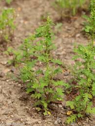 Image result for Dysphania schraderiana