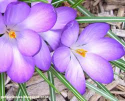 Pin On Flowers And Things Related