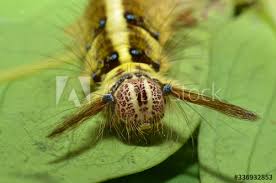 Black And White Striped Caterpillar With Yellow Belly Pin On 1 My Portfolio Nature Wild Life