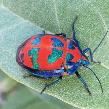 Thomas wayne as well as the paternal grandmother of damian wayne, the fifth robin. Pdf Is The Hibiscus Harlequin Bug Aposematic The Importance Of Testing Multiple Predators