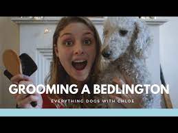 Pin On It S A Doggy Dog World