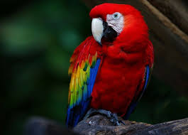 Macaws As Companion Parrots What You Need To Know Parrot Wallpaper Colorful Parrots Parrot