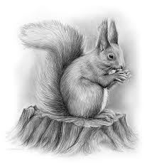 Squirrel By Greg Joens Animal Drawings Sketches Pencil Drawings Of Nature Nature Art Drawings