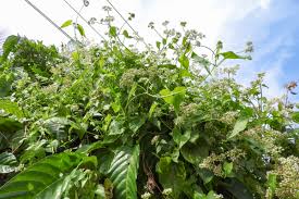 Image result for Mikania cordata