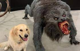 Dog Vs Werewolf Know Your Meme