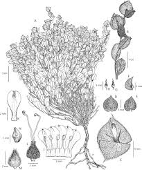 Image result for Seddera