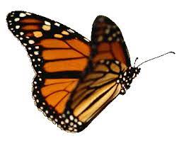  Animated Gif Maker Butterfly Gif Butterfly Exhibit Flying Butterfly