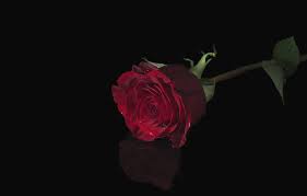 A collection of the top 47 rosé blackpink wallpapers and backgrounds available for download for free. Wallpaper Flower Rose Red Rose Black Background Images For Desktop Section Cvety Download