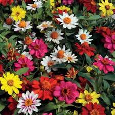 The genus zinnia was coined to honor the german botanist johann gottfried zinn, who originally described the species now known as zinnia peruviana as a type of rudbeckia. Zahara Mix Zinnia Seeds Zinnia Flowers Zinnias Plants