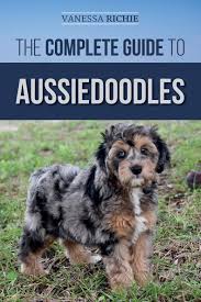 The aussiedoodle is not a purebred dog. The Complete Guide To Aussiedoodles Finding Caring For Training Feeding Socializing And Loving Your New Aussidoodle Richie Vanessa 9781710330816 Amazon Com Books