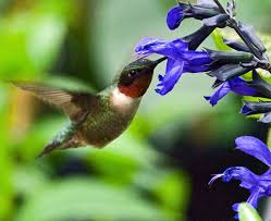 Maybe you would like to learn more about one of these? How To Attract Hummingbirds To Your Garden In Western New York Buffalo Niagaragardening Com