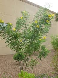 Mexican Bird Of Paradise Images Mexican Bird Of Paradise Google Search Mexican Garden Bushes And Shrubs Horticulture