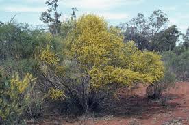 Image result for Acacia haematoxylon