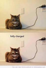 Fully Charged Funny Kids Jokes Funny Cat Memes Funny Animals Cute Funny Animals