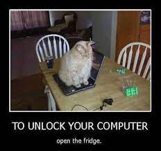 Want the best of buzzfeed animals in your inbox? Cat Computer Lockdown Crazy Cats Funny Cat Pictures Cats