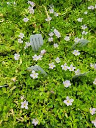 Image result for Bacopa monnieri
