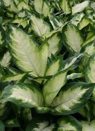 Dieffenbachia Camille Red Plants Low Light Plants Indoor Plants