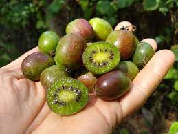 They should be planted on north facing slopes or sites shielded from low winter and early spring sun by buildings or trees. Backyard Kiwi Berries Northern Fruits With Tropical Appeal Edible South Shore South Coast