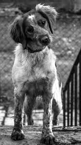 Epagneul Breton With Images Brittany Dog Beautiful Dogs Cat And Dog Photos