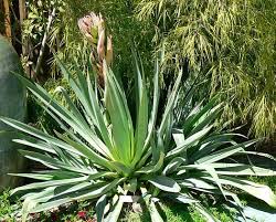 Image result for Beschorneria yuccoides