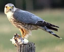 Birds Of Prey Wikipedia Merlin Bird Wikipedia In 2020 Merlin Bird Birds Of Prey Uk Pet Birds