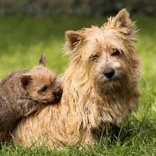 The norwich terrier is loyal, active, curious, and bold. Norwich Terrier Wisdom Panel German