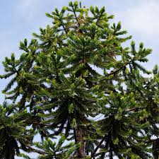 Image result for Arauk rie Araucaria