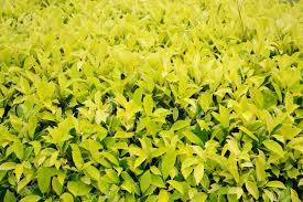 Over 57,206 yellow bush pictures to choose from, with no signup needed. Green And Yellow Leaves Of The Bush Tree Background Stock Photo Picture And Royalty Free Image Image 20516551