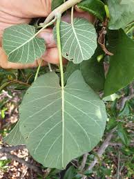 Image result for Ipomoea albivenia