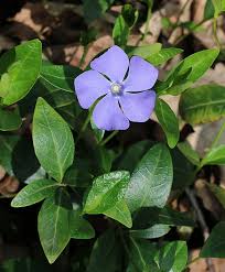Image result for Vinca minor