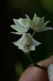 Image result for Polystachya cultriformis