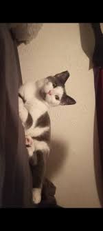 FOUND MISDING CAT SINCE 2017. TOMMY FROM CATFORD