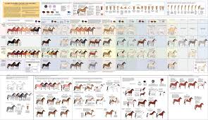 Horse Coats Horse Color Chart Horse Coat Colors Horses
