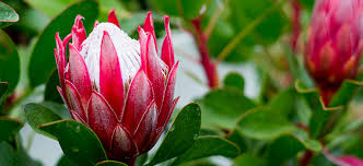 The genus protea was named in 1735 by carl linnaeus, possibly after the greek god proteus. Proteas Flower Power