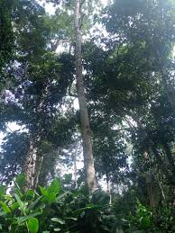 Image result for Xylopia tenuipetala