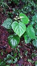 Image result for Clerodendrum tricholobum