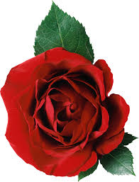 A large collection of beautiful bouquets of flowers: Rose Png Image Free Picture Download Red Rose Png Beautiful Rose Flowers Red Flowers