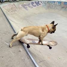 Fourteen months old french bulldog puppy. Skateboarding French Bulldog Takes To Hackney Skate Park Metro News