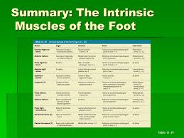 Muscles of the leg and foot. Parallel Muscles Figure 11 1a Skeletal Motion Skeletal Muscles Attach To Skeleton Produce Motion Type Of Muscle Attachment Affects Power Range Ppt Download