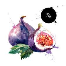 Aquarelle Main Peinture A L Aquarelle Tire Sur Fond Blanc Vector Illustration De Fruits Fig Illustration De Fruits Fruits Aquarelle Et Peinture A L Aquarelle