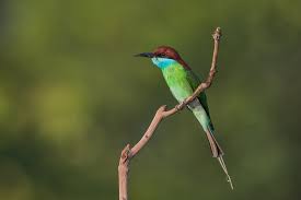 Did you scroll all this way to get facts about bluetailed bee eater? Blue Throated Bee Eater Singapore Birds Project